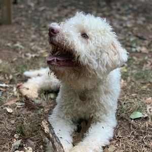 Meet your Posher, Willi